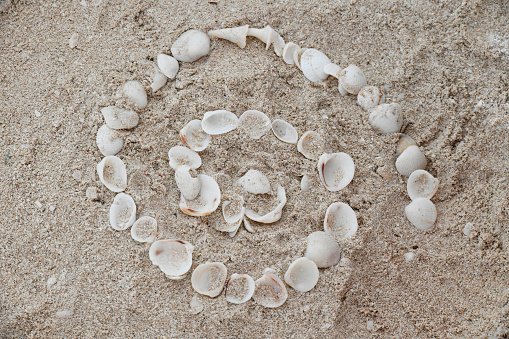 Spiral Sea Shells in Caribbean White Sand