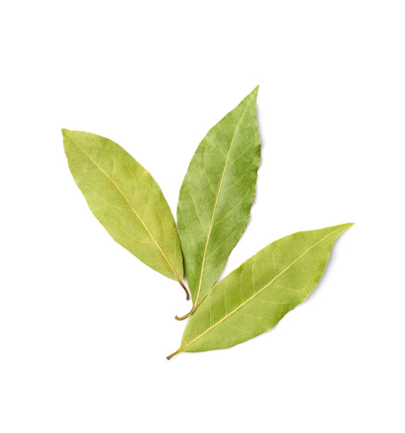 istock Dry Bay Leaves, Laurel Leaf, Natural Spicy Bayleaf, Fragrant Ingredient, Aromatic Spice 1893015932