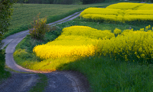 The road by the yellow field so lovely