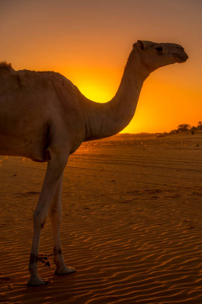 istock The camel in the desert at Mauritania. 1893016574