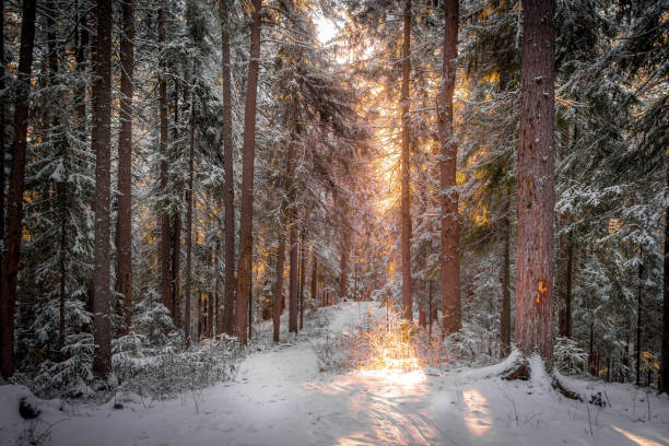 istock The winter forest with pine trees in Siberia. 1893022372