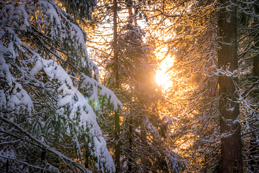 The snow-covered pine tree branches in Siberian taiga at Khanty-Mansiysk, Russia.