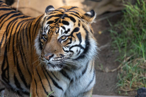 A siberian tiger Amur Tiger native of the Russian far east sleaping zoo tiger habitat