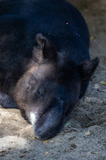 istock Mountain tapir sleeping on the ground 1893030723