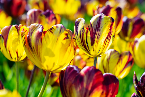 Colorful Rembrand tulips, which were extremely popular in 17th century Holland, and the reason for the speculative market bubble for bulbs, known as Tulip Mania