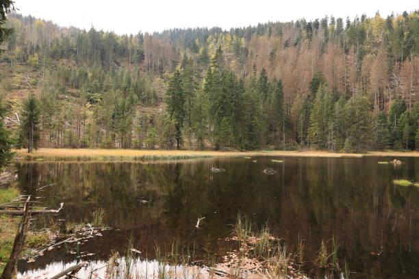 istock Beautiful autumn day in the Bavarian Forest 1893036426