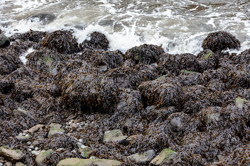 Colorful variety of seaweed on a rocky beach.