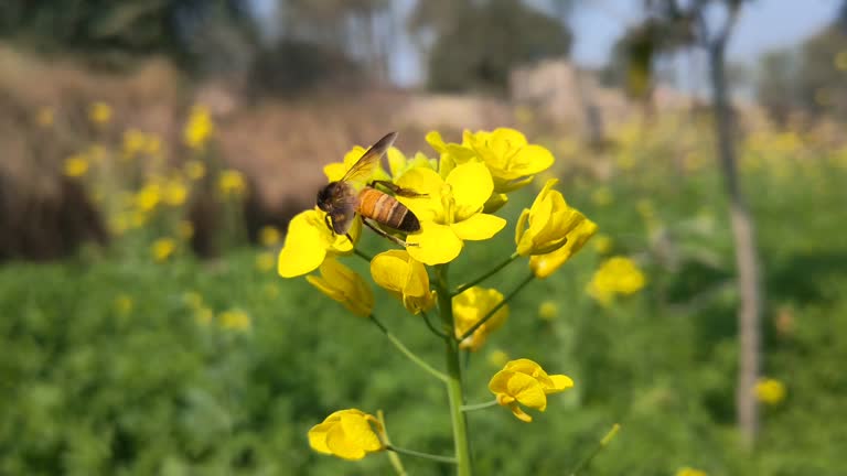 4k footage of Honey bee collects nectar on a yellow rapeseed flower.Honey Bee collecting pollen on yellow rape flower. Bee with rape flower in the spring - rapeseed honey - bee collects nectar.