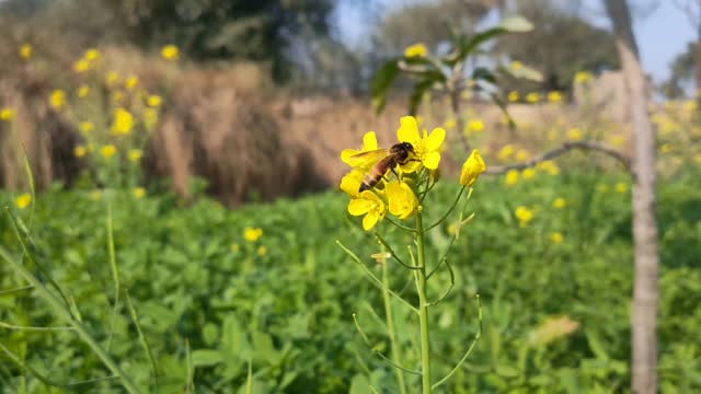 4k footage of Honey bee collects nectar on a yellow rapeseed flower.Honey Bee collecting pollen on yellow rape flower. Bee with rape flower in the spring - rapeseed honey - bee collects nectar.