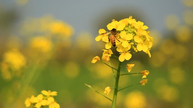 4k footage of Honey bee collects nectar on a yellow rapeseed flower.Honey Bee collecting pollen on yellow rape flower. Bee with rape flower in the spring - rapeseed honey - bee collects nectar.