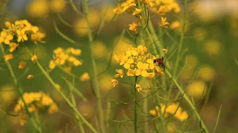 4k footage of Honey bee collects nectar on a yellow rapeseed flower.Honey Bee collecting pollen on yellow rape flower. Bee with rape flower in the spring - rapeseed honey - bee collects nectar.