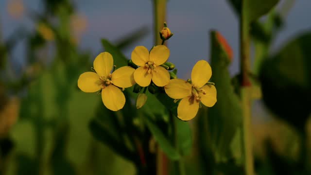 4k footage of rapeseed flower. The Sinapis arvensis detail of Diplotaxis flowering rapeseed canola or colza in latin Brassica Napus, plant for green energy and oil industry, rapeseed on green grass.