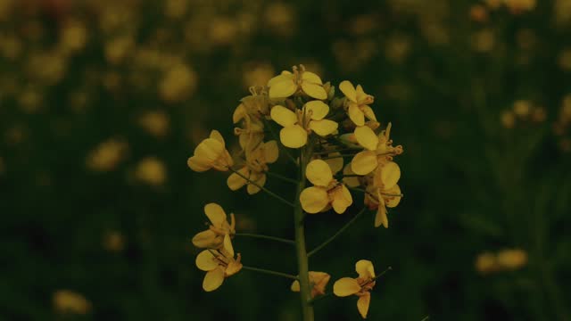 4k footage of rapeseed flower. The Sinapis arvensis detail of Diplotaxis flowering rapeseed canola or colza in latin Brassica Napus, plant for green energy and oil industry, rapeseed on green grass.
