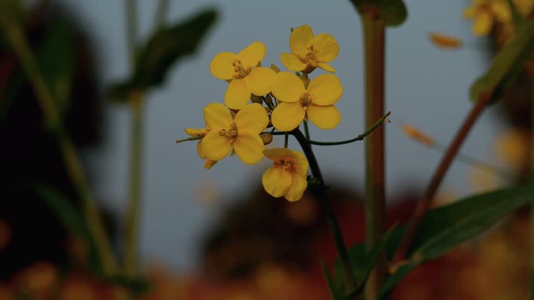 4k footage of rapeseed flower. The Sinapis arvensis detail of Diplotaxis flowering rapeseed canola or colza in latin Brassica Napus, plant for green energy and oil industry, rapeseed on green grass.