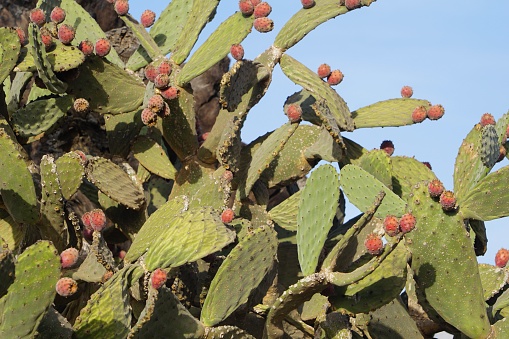 Large and widespread green prickly pear cactus