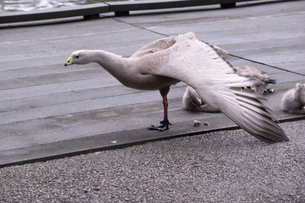 istock the cape barren goose is spreading its wings 1893139723