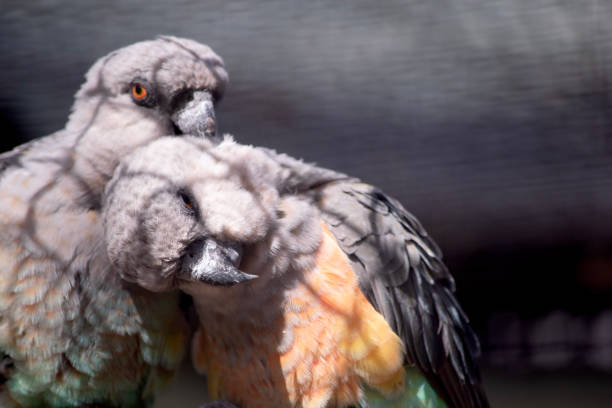 Senegal Parrot