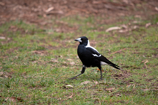 The magpie is a distinctive looking bird, with glossy black and brilliant white markings.