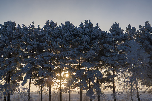 Pine trees in the winter forest at sunset