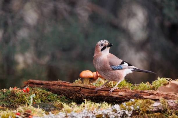 istock Eurasian Jay- garrulus glandarius 1893225104