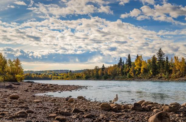 istock Autumn Views By The Bow River 1893226676