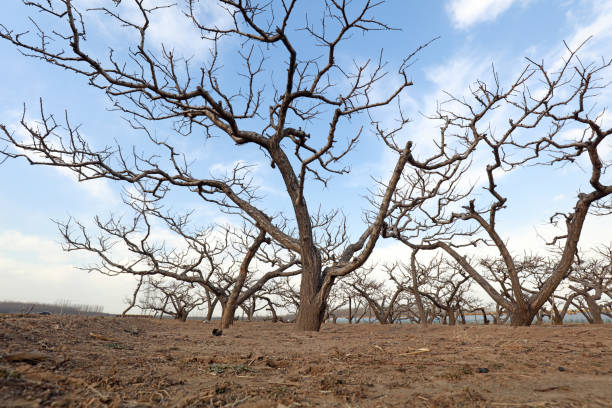 Winter scenery of Peach Orchard