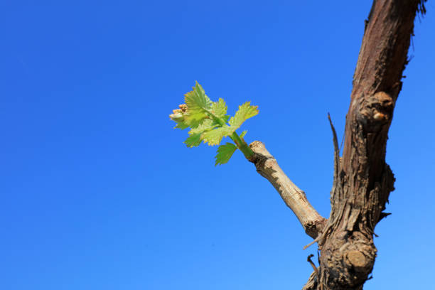 The growth of the vine (grape bush) in spring in the beautiful nature of Kurdistan province of Iran
