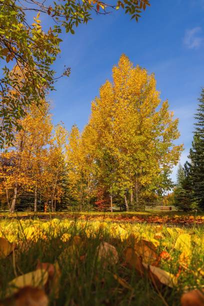 istock Lush Foliage In A Fall Cochrane Park 1893230825