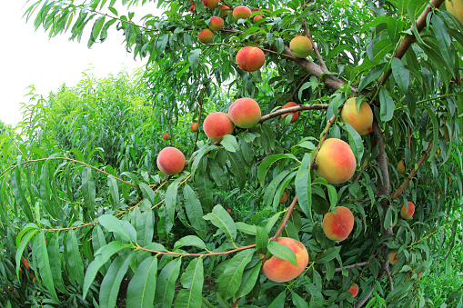 Fresh peaches grow on peach trees