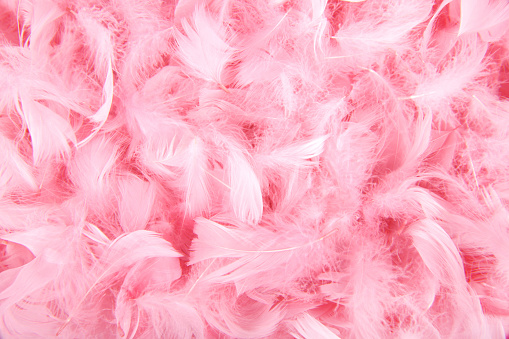 Close up of the plumage feather pink isolated on black