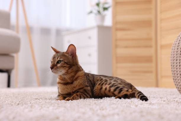 istock Cute Bengal cat lying on carpet at home. Adorable pet 1893258959