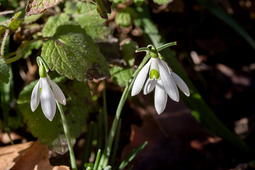 A beautiful, early, rare snowdrop (Galanthus nivalis) grows in the mountains near the river on a sunny day