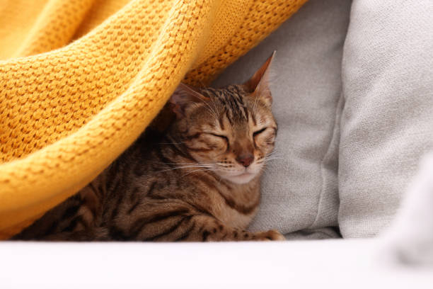 istock Cute Bengal cat lying on sofa at home, closeup. Adorable pet 1893259918