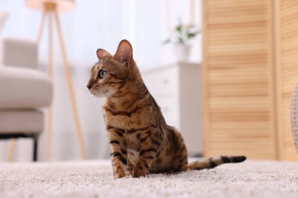 istock Cute Bengal cat on carpet at home. Adorable pet 1893259920