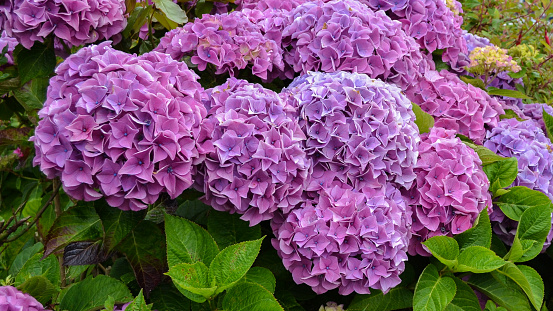 Purple Hydrangea bush with large flower blooms. Pink and purple colorful flowers close up.