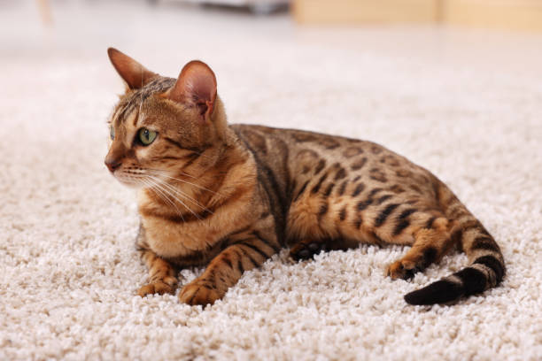 istock Cute Bengal cat lying on carpet at home. Adorable pet 1893262023