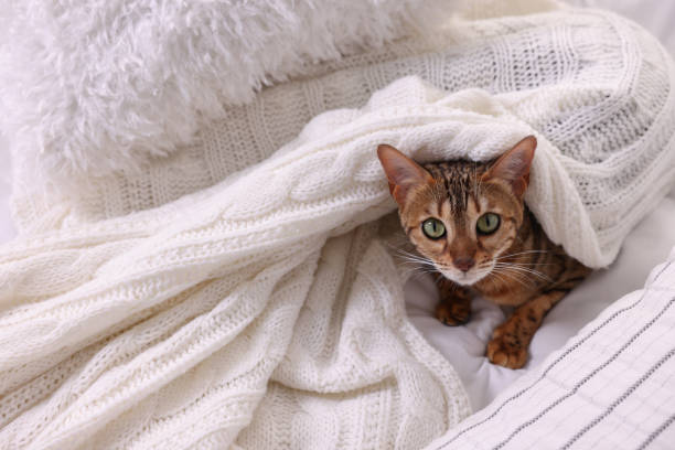 istock Cute Bengal cat lying on bed at home, space for text. Adorable pet 1893262030