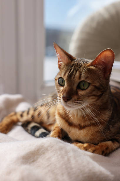 istock Cute Bengal cat on windowsill at home. Adorable pet 1893262552