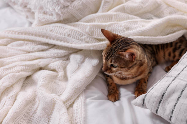 istock Cute Bengal cat lying on bed at home, space for text. Adorable pet 1893263115