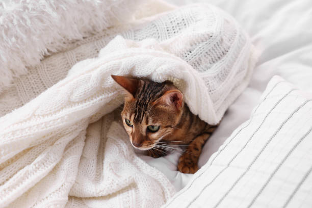 istock Cute Bengal cat lying on bed at home. Adorable pet 1893263640