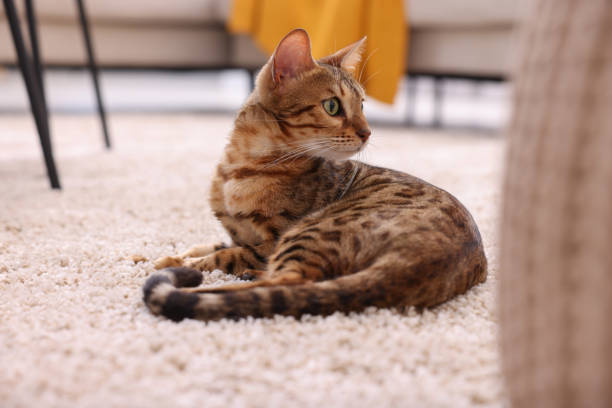 istock Cute Bengal cat lying on carpet at home. Adorable pet 1893264218