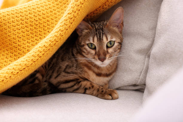istock Cute Bengal cat lying on sofa at home, closeup. Adorable pet 1893264230