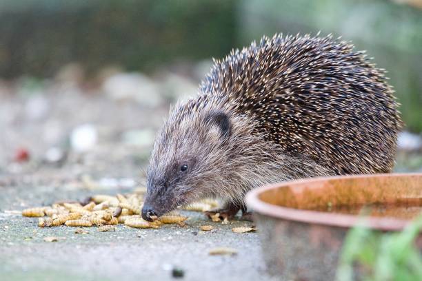 istock Hedgehog eating worms on the floor 1893273139