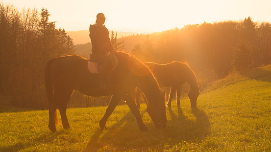 LENS FLARE: Golden sunbeams illuminate grazing brown horses during evening walk. Young woman took her horses for a sunset walk across beautiful rural landscape bathed in the last rays of autumn sun.