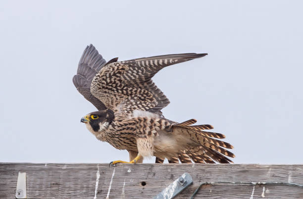 istock Peregrine Falcon 1893290088