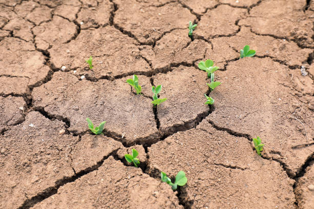 istock Pea seedlings grow on cracked land, North China 1893317394