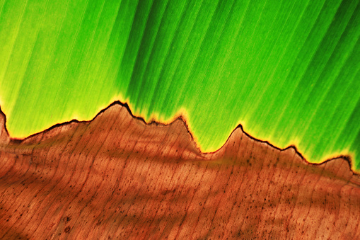 Beautiful banana leaves can be used as background