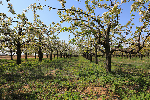 Wide view of springtime bing cherry (Prunus avium) orchard blooming with with new blossoms. And blooming mustard plants in foreground.\n\nTaken in the Gilroy, California, USA.