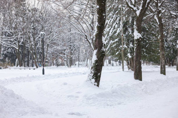 istock Trees covered with snow in winter park 1893326404