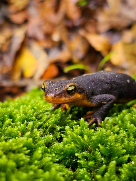 istock California Newt on Moss 1893333108